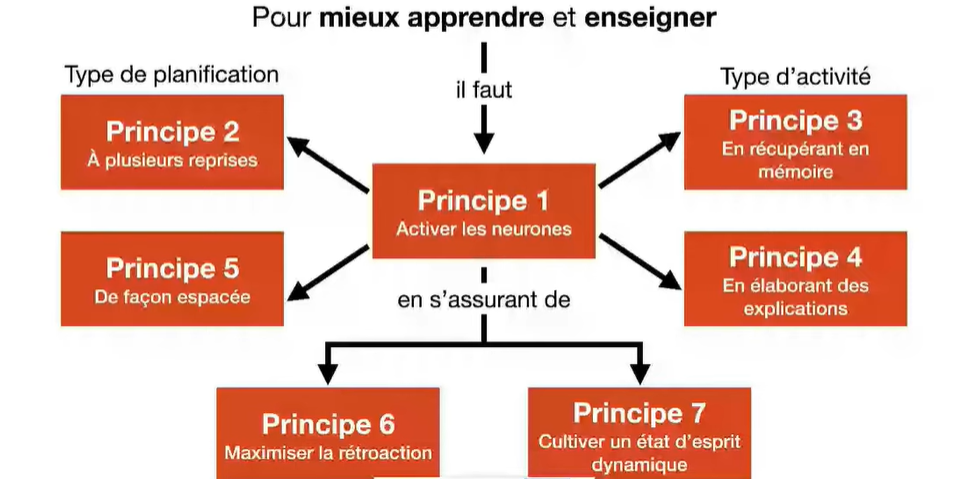 Schéma des 7 principes de neuroéducation